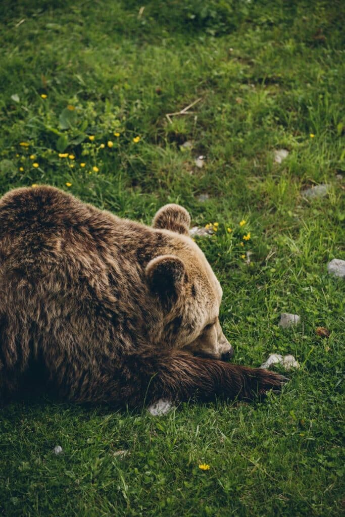 Arosa Terre des Ours, Suisse