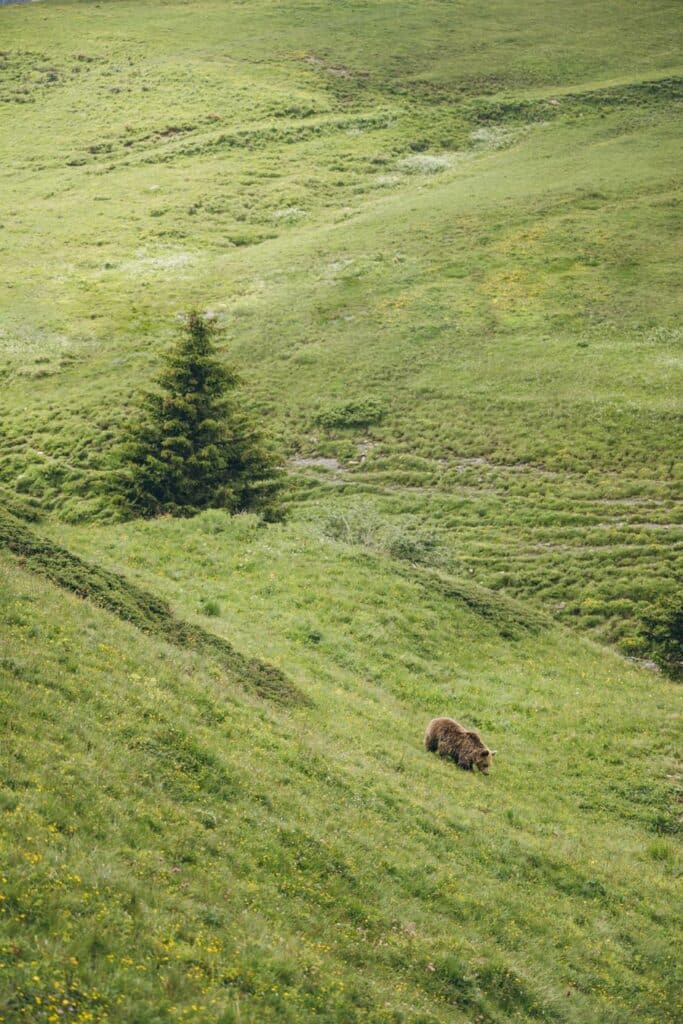 Arosa Terre des Ours, Suisse