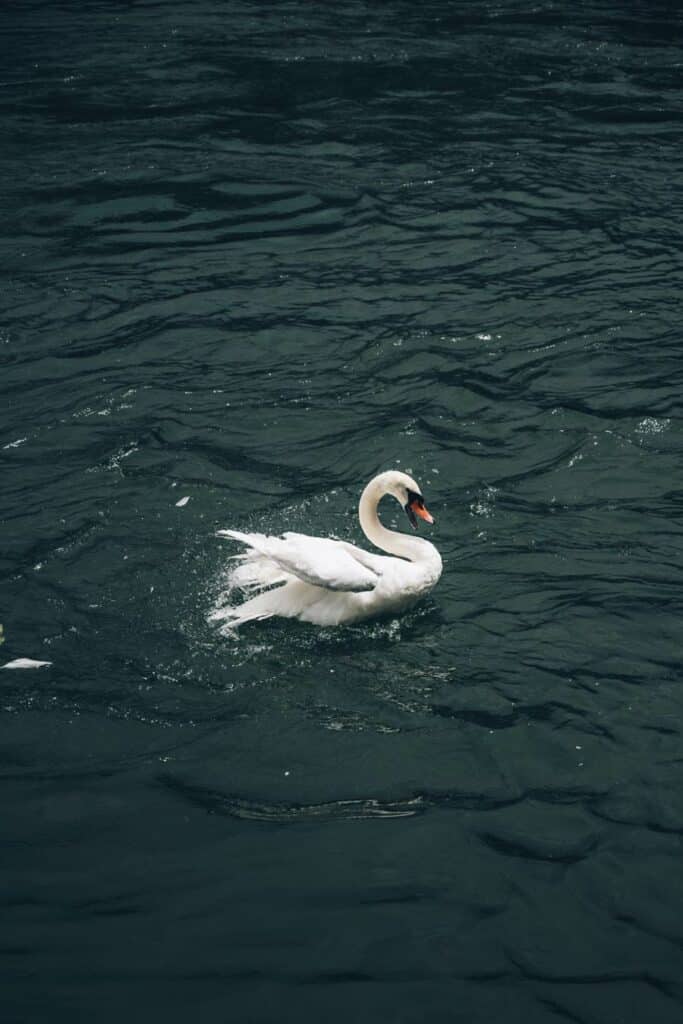 Cygne, Zurich