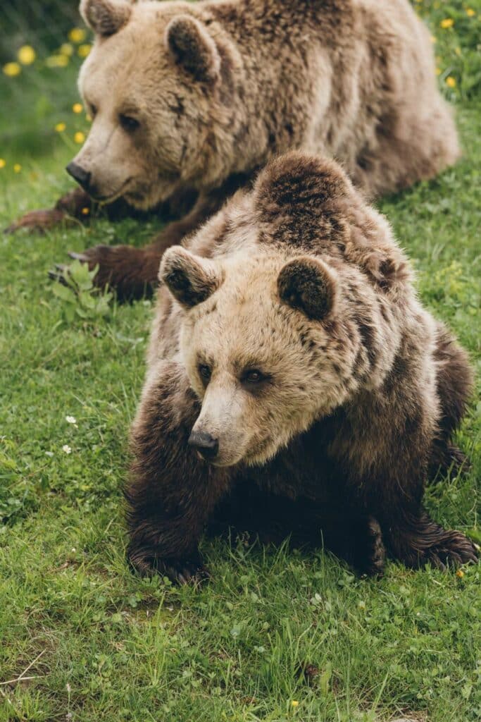 Arosa Terre des Ours, Suisse