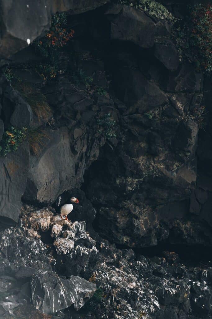 Où voir les Macareux Moines en Islande?