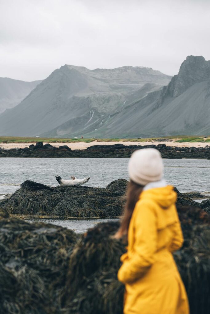 Voir les Phoques en Islande, Ytri Tunga